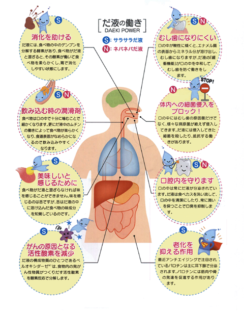 唾液の働き