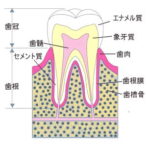 歯の構造と組成