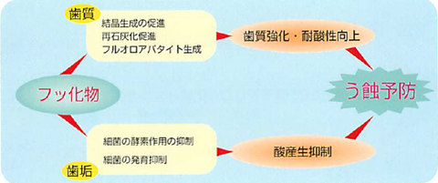 フッ素の作用機序